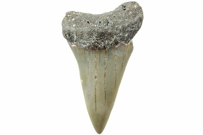 Fossil Broad-Toothed Mako Shark Tooth - North Carolina #235224